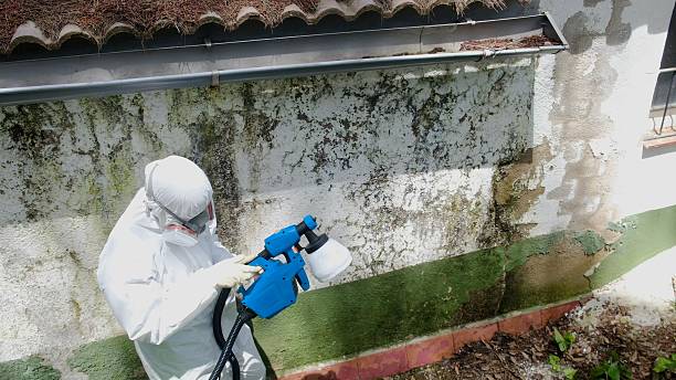 Trusted Mold Inspection service in Edgewood, MD - Cheap Mold Removal